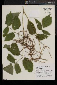 Aruncus dioicus image