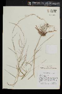 Muhlenbergia sylvatica image