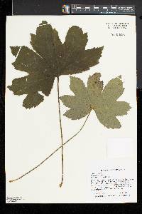 Hydrastis canadensis image