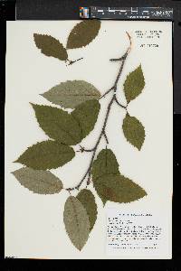 Betula alleghaniensis image