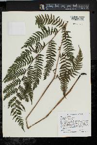 Athyrium filix-femina var. asplenioides image