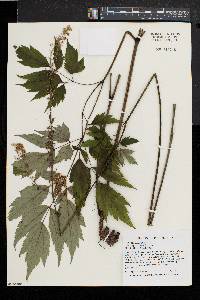 Actaea racemosa image