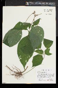 Laportea canadensis image