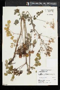 Thalictrum pubescens image