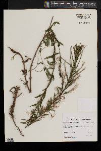Epilobium wisconsinense image