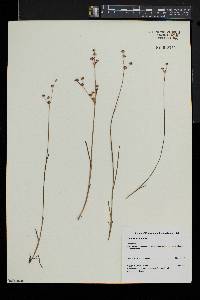 Juncus articulatus image