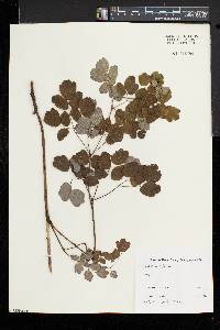 Thalictrum pubescens image