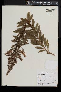 Spiraea alba image