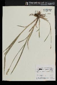 Carex laevivaginata image