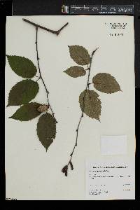 Betula alleghaniensis image