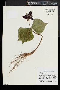 Trillium erectum image