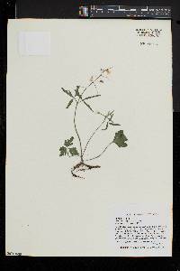 Cardamine angustata image