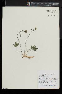 Cardamine angustata image