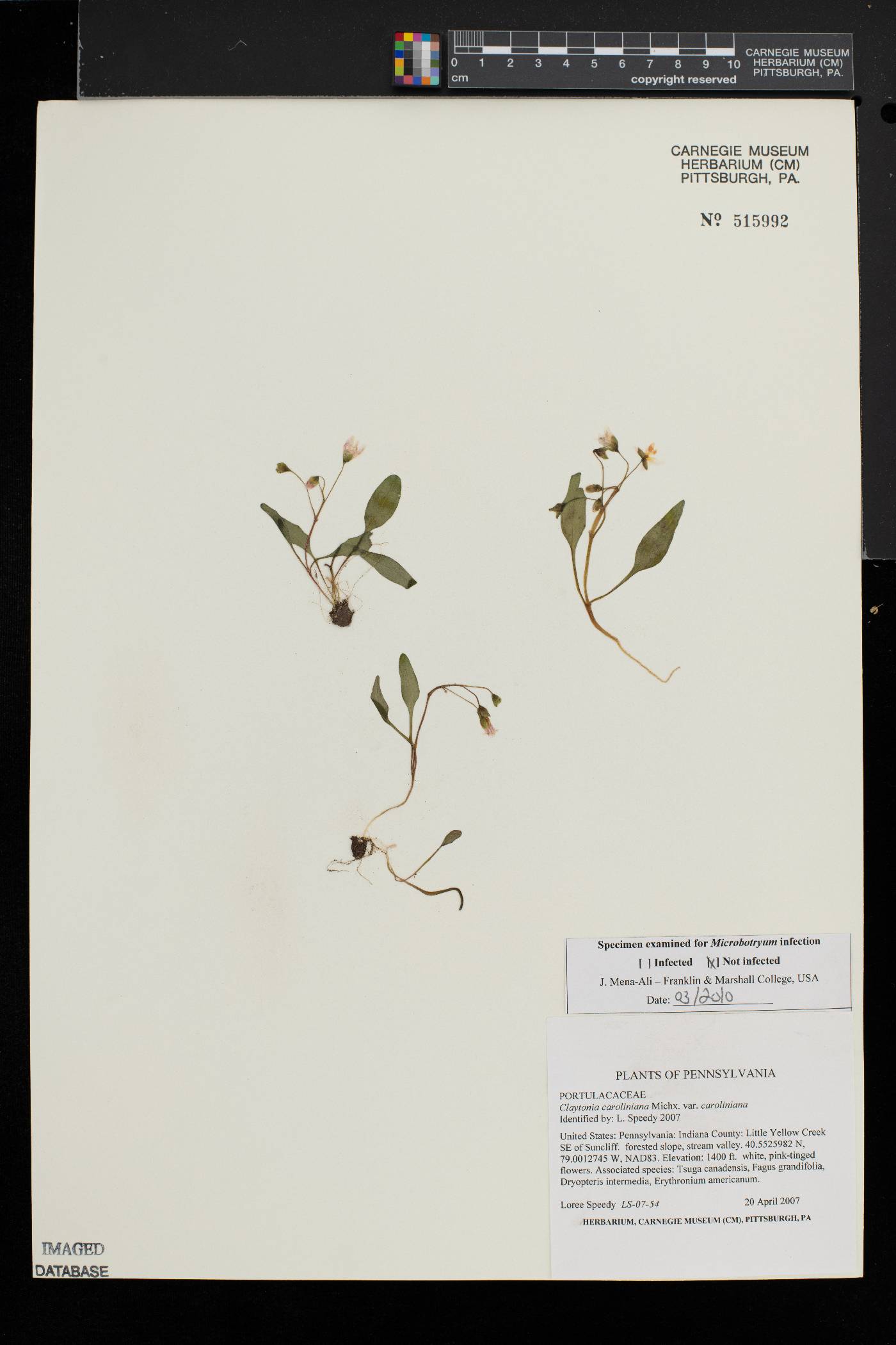 Claytonia caroliniana var. caroliniana image