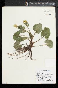 Caltha palustris image