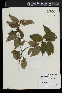 Betula alleghaniensis image