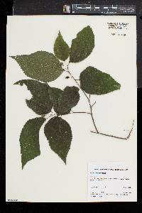 Celtis tenuifolia image