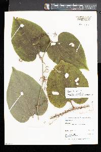 Smilax tamnoides image