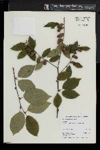 Betula alleghaniensis image