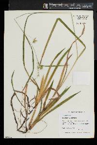 Carex folliculata image