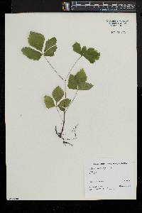 Rubus pubescens image