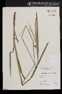 Carex crinita var. crinita image