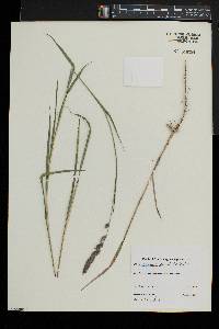 Muhlenbergia glomerata image