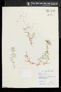 Stellaria graminea image