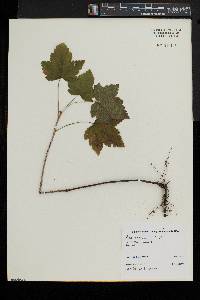 Ribes americanum image