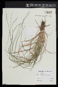 Carex seorsa image