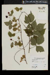 Rubus flagellaris image