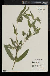 Epilobium hirsutum image