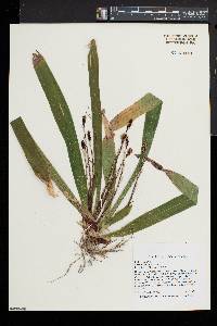 Carex plantaginea image