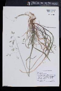 Poa cuspidata image