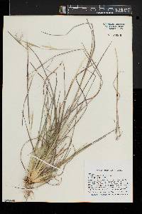 Andropogon virginicus var. virginicus image