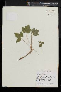 Cardamine diphylla image