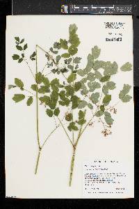 Thalictrum pubescens image