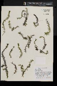 Elodea canadensis image