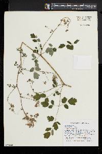 Thalictrum pubescens image