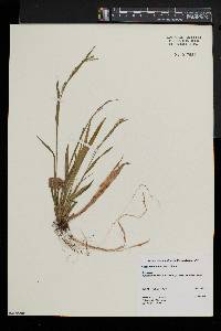 Carex leptonervia image