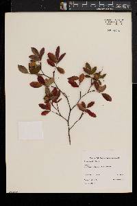 Rosa palustris image