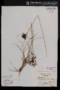 Cyperus tenax image