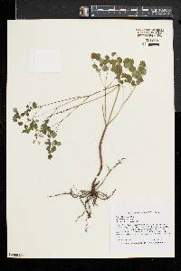 Thalictrum dioicum image