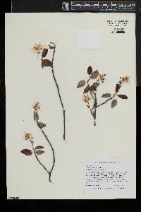 Amelanchier laevis image