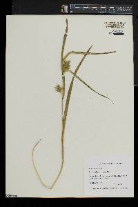 Carex folliculata image