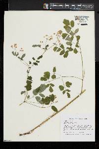 Thalictrum pubescens image