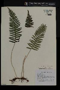 Polypodium appalachianum image