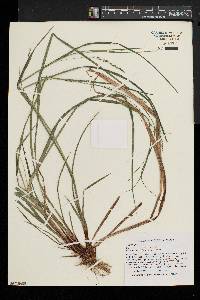 Carex debilis var. rudgei image