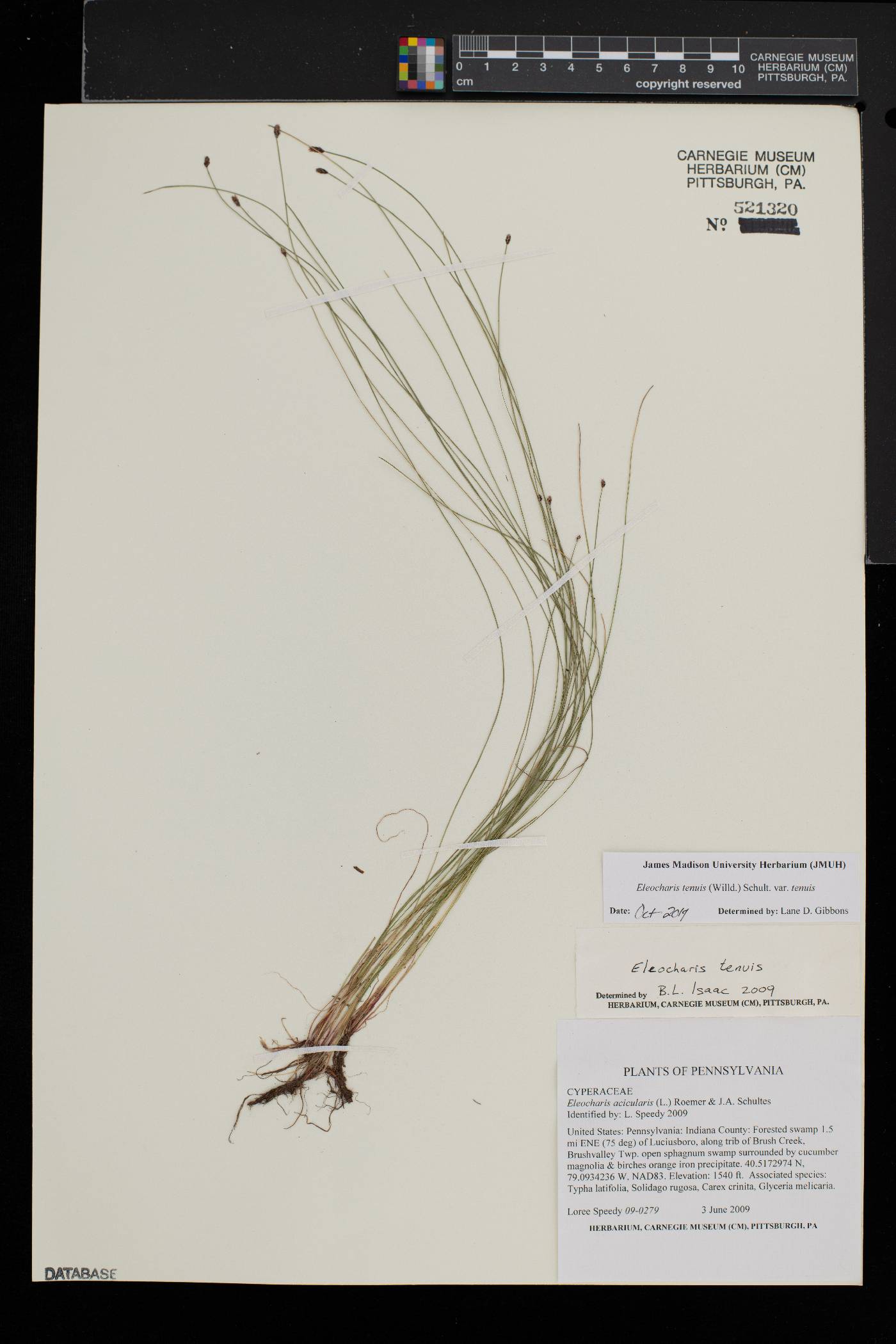 Eleocharis tenuis var. tenuis image
