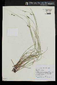 Carex swanii image